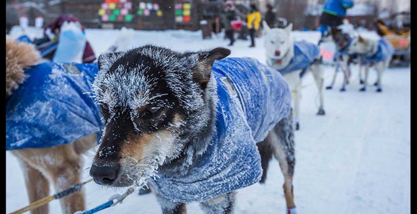 Las etapas sortean kilómetros de tundra. 