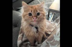 gato-5_1.jpg