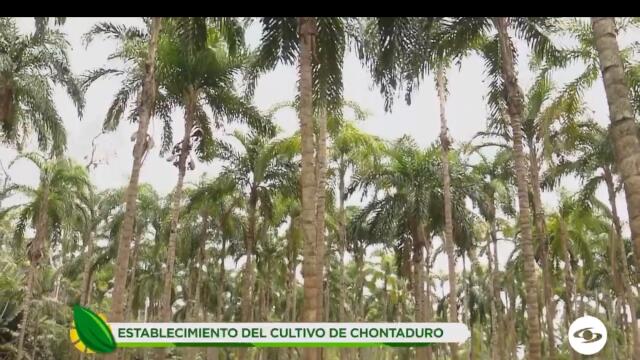 Establecimiento del cultivo de chontaduro.jpg Establecimiento del cultivo de chontaduro.jpg