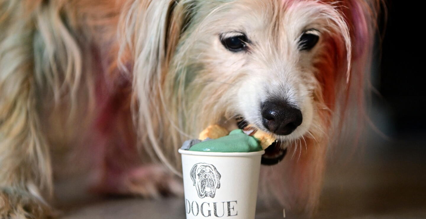 DOGUE.jpg