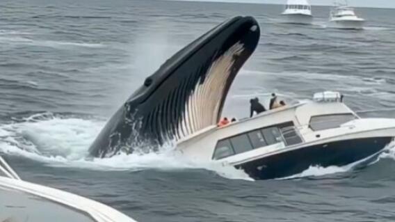Ballena se traga a pasajeros de un barco Ballena se traga a pasajeros de un barco