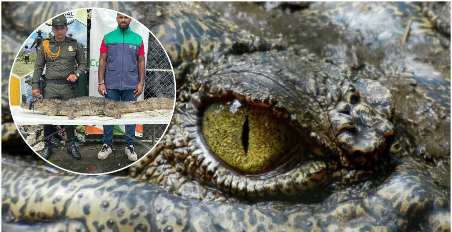 ¡Qué susto! Caimán fue encontrado caminando por las calles de Tumaco, Nariño, y fue rescatado