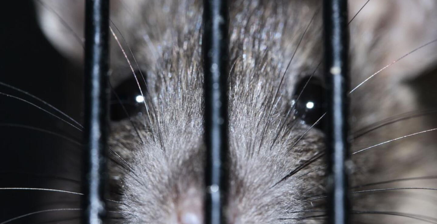 ratas