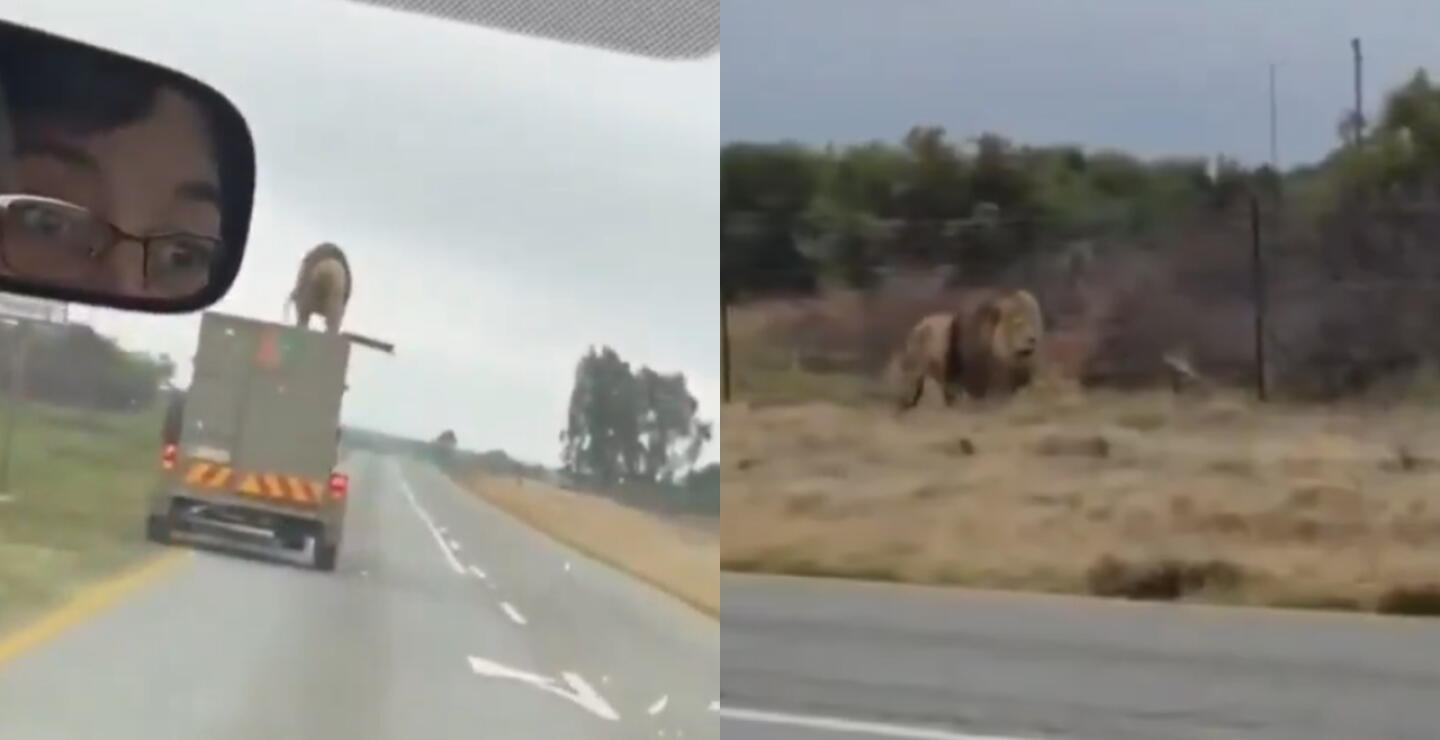 León se arroja de camión en movimiento.