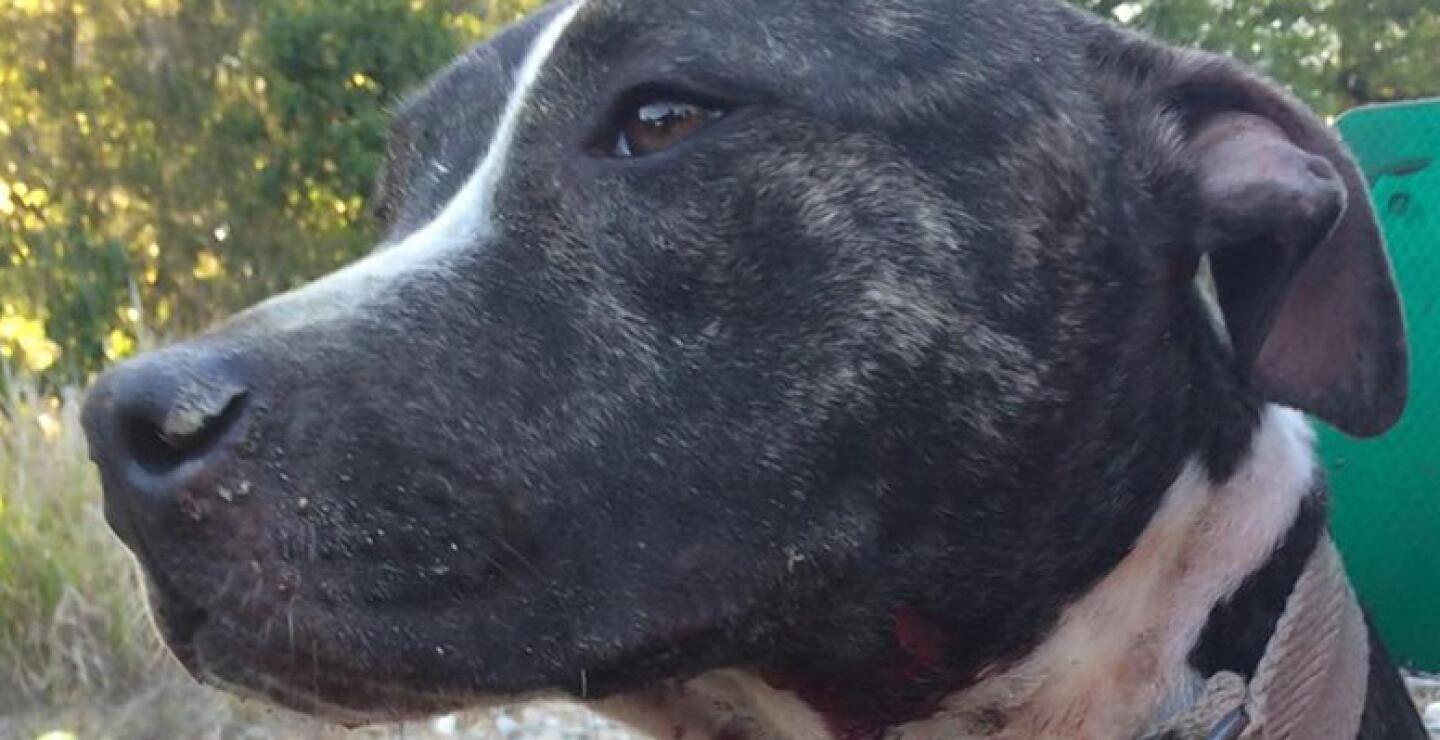 Ninguna de las personas que llamaron a la policía dijo haber visto a personas armadas ni sabían que la perra había sido baleada, indicó la policía, así que hizo un llamamiento público para pedir que se presente cualquier persona que tenga información a