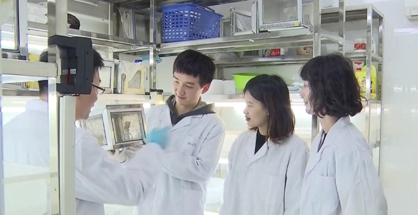 China logró erradicar la malaria tras 70 años de lucha, según la OMS