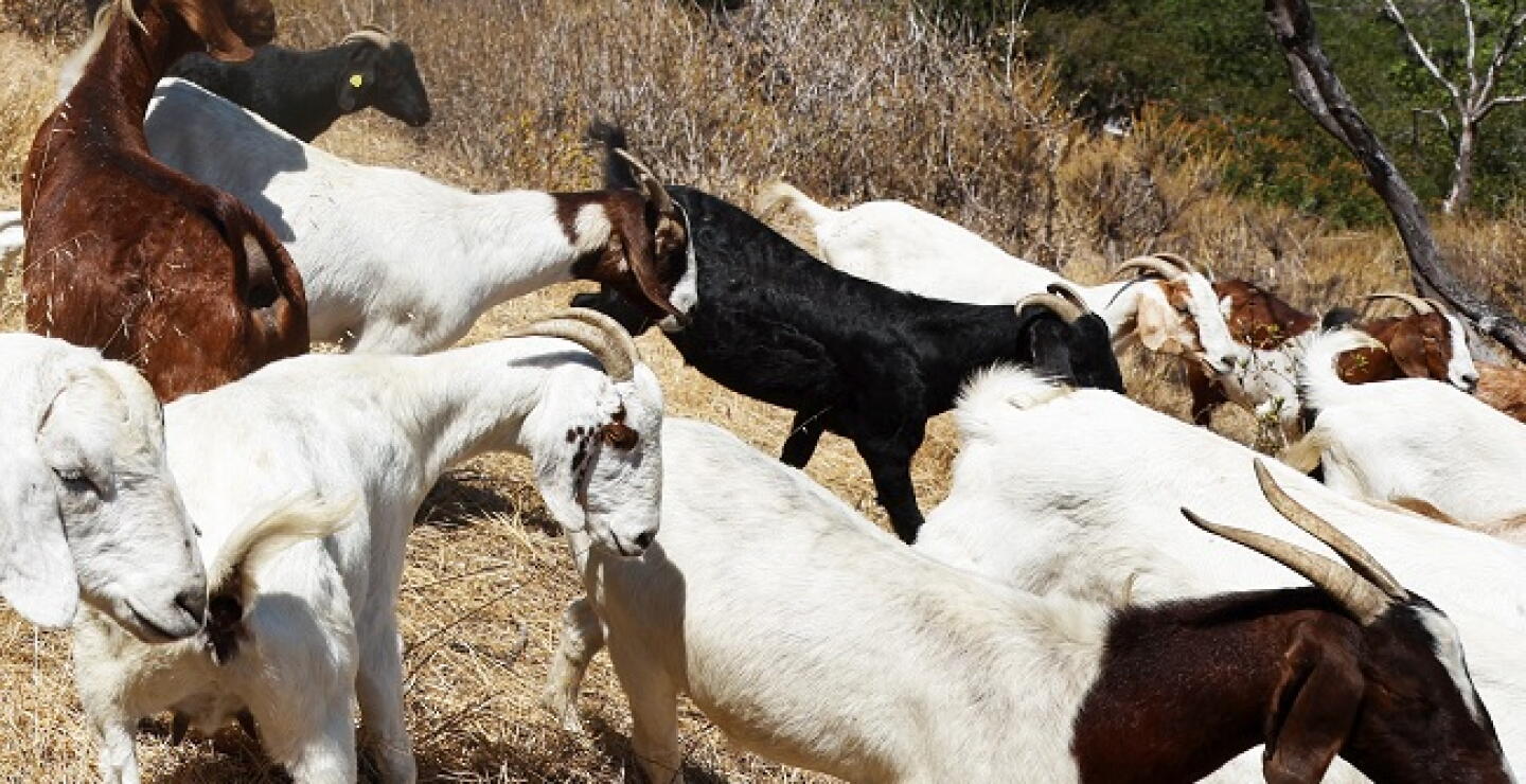 Un chivo castrado desata 54 años de guerra en La Guajira: 163 muertos y un acuerdo de paz