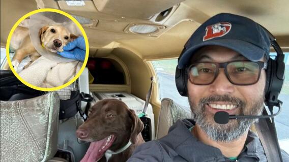 Accidente aéreo tras rescate de animales perrunos Accidente aéreo tras rescate de animales perrunos