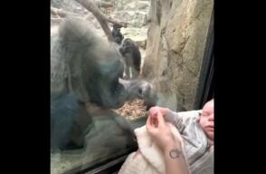 Gorila queda fascinada con un bebé recién nacido
