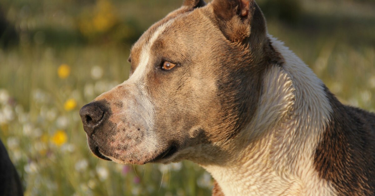 Conoce el perro más RARO del mundo - LaKalle