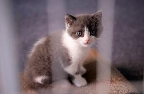 342888_BLU Radio // Gato clonado // Foto: AFP
