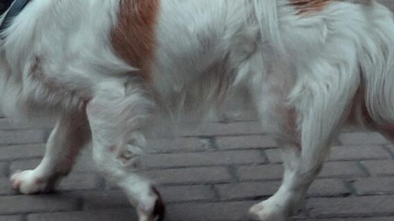 OMS hace advertencia tras confirmarse contagio de viruela del mono de humano a perro OMS hace advertencia tras confirmarse contagio de viruela del mono de humano a perro