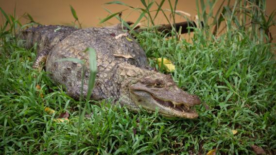 Reubican a babillas en Barrancabermeja por alta contaminación