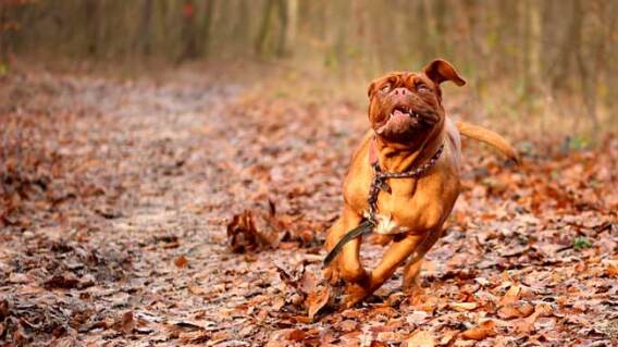 Pixabay/dogo burdeos