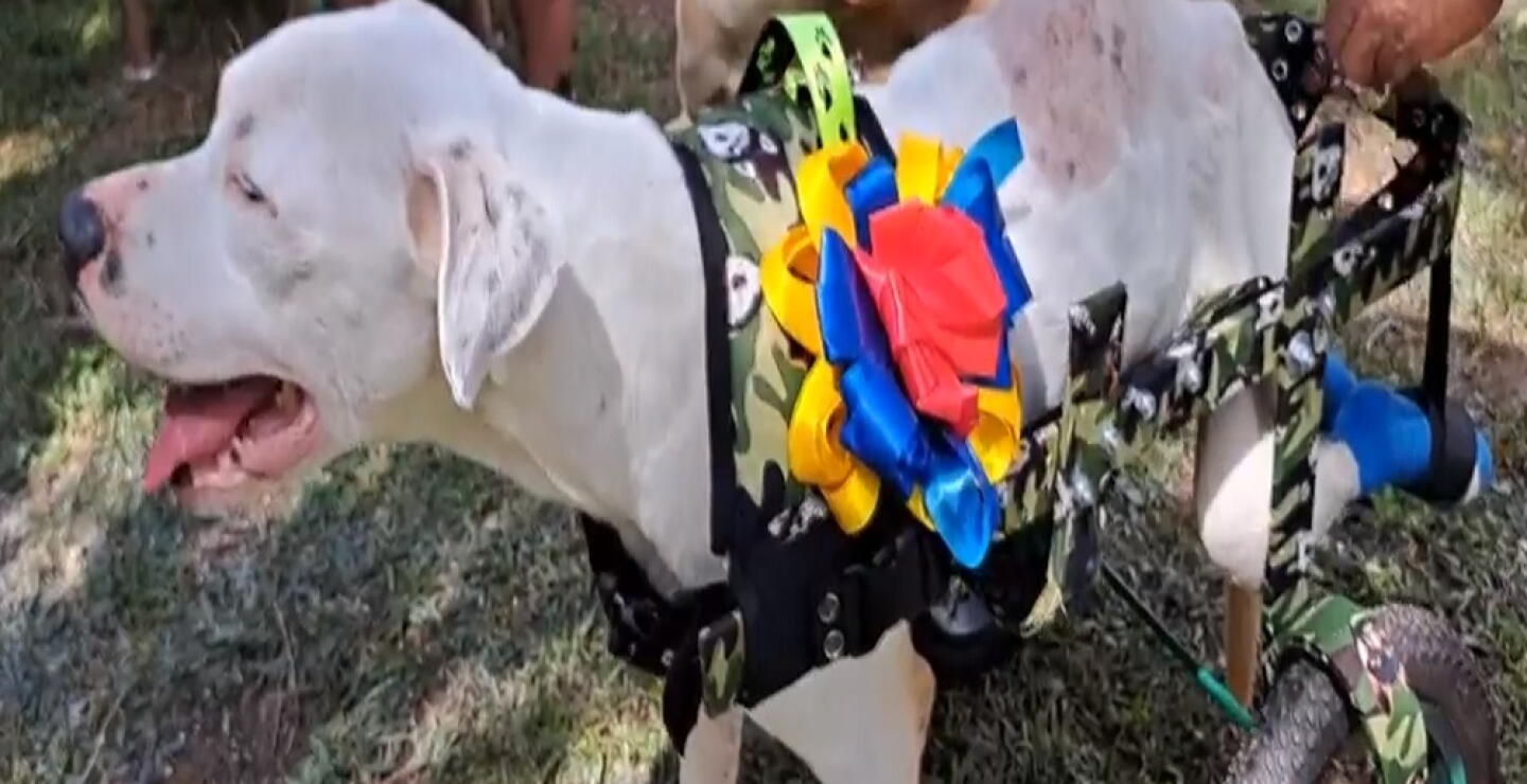 Logan, el perro que casi muere a causa de la violencia, volvió a caminar: conozca su historia 