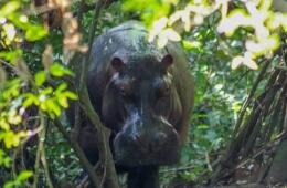 Avistamiento de Hipopótamos en Barrancabermeja.jpg