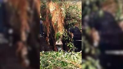 Mujer murió tras caerle un árbol encima, en Barranquilla: estaba esperando un bus