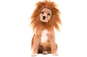 297975_gorro_leon_.jpg