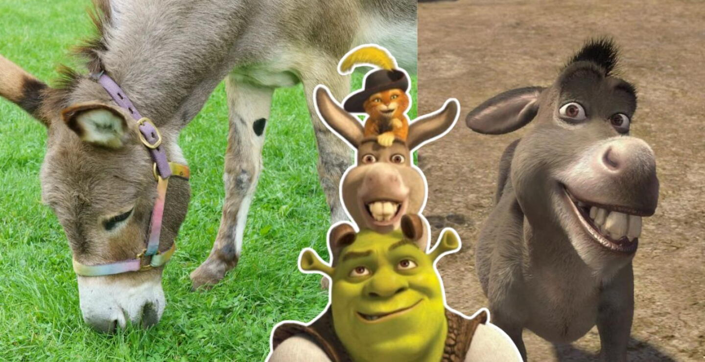 Así fue como Perry se convirtió en la inspiración para Shrek