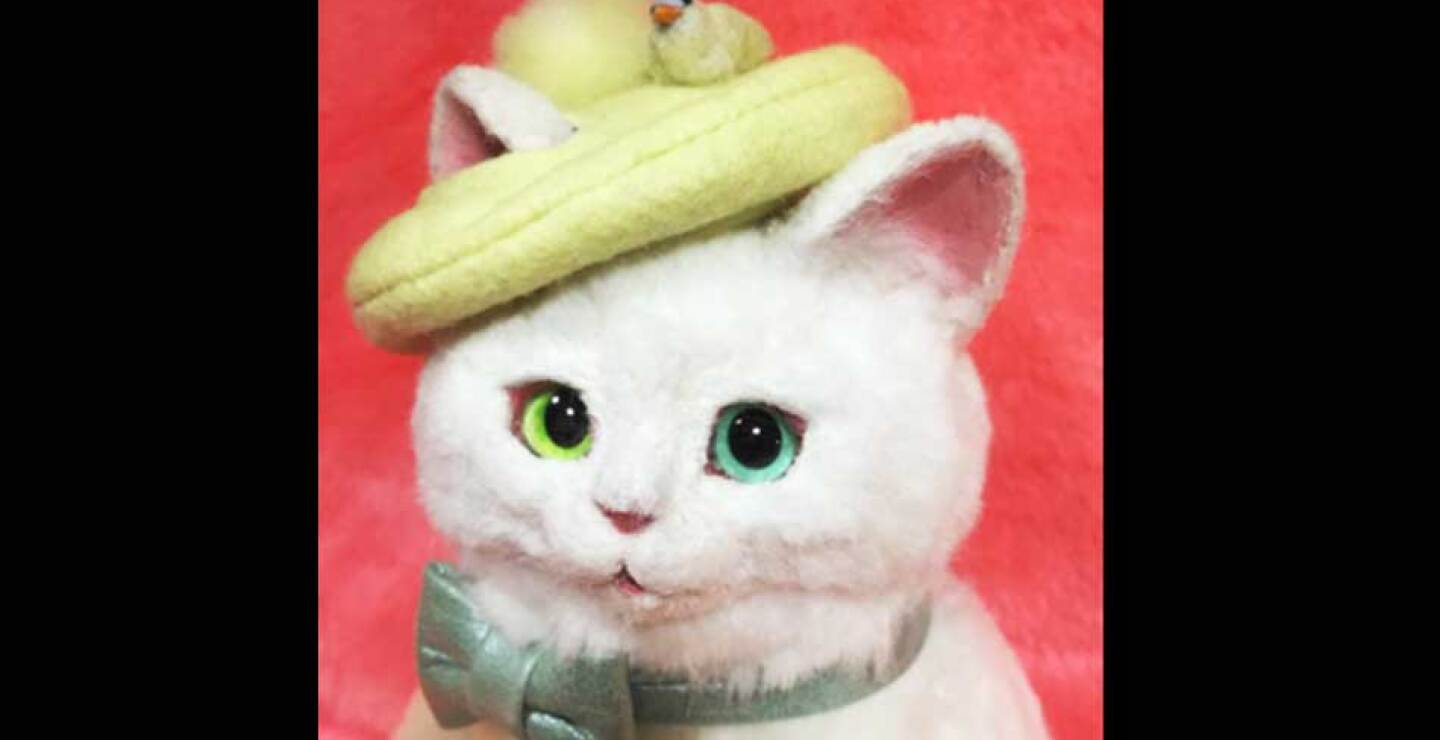 gato-16.jpg