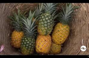 Piña.jpg