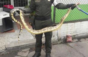 282531_BLU Radio, Boa constructor en Bogotá / foto: Policia