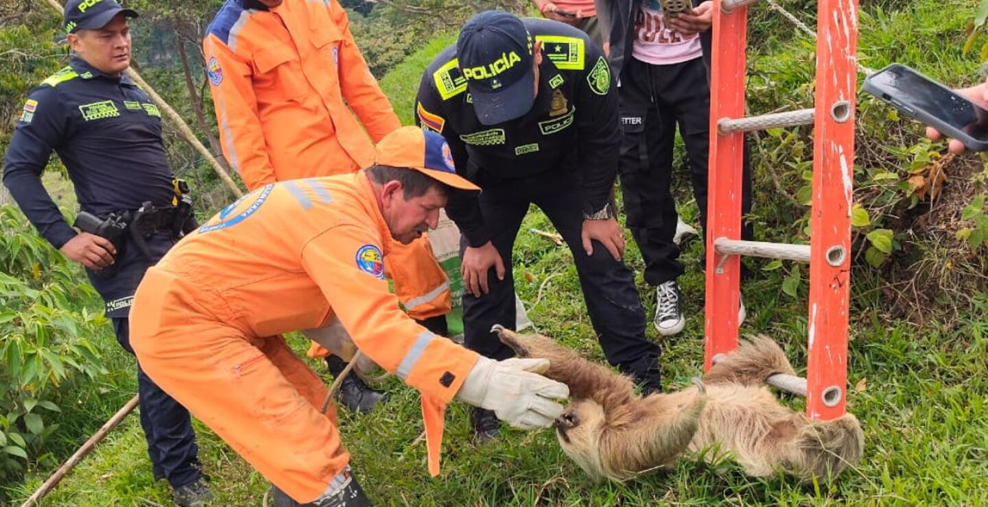 Organismos de socorro rescatan a Oso Perezoso en Santander.jpg