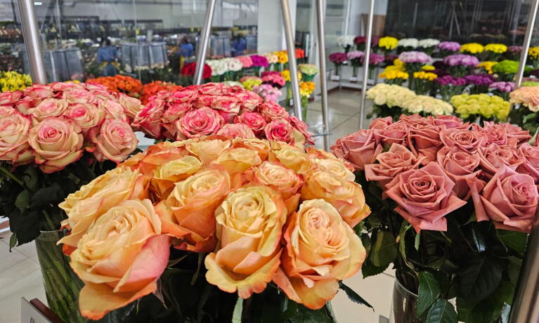 Flores colombianas, deseadas en San Valentín Flores colombianas, deseadas en San Valentín