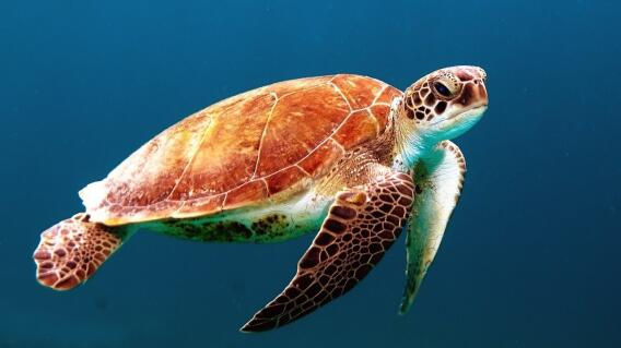 Tortuga referencia Tortuga referencia