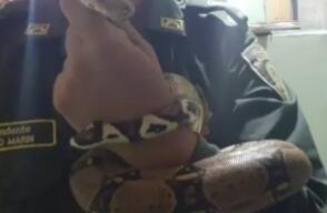 serpiente se metió a jardín infantil en Medellín