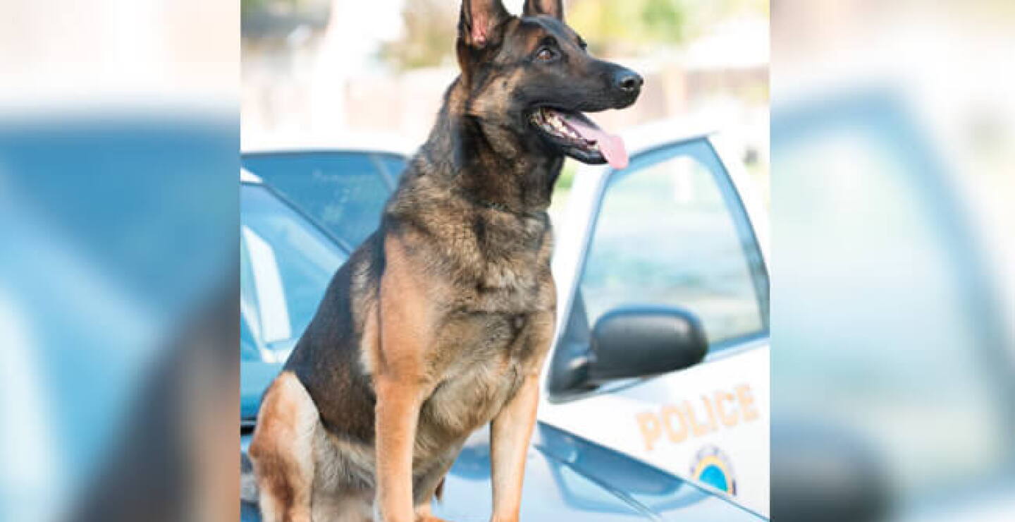 canino.jpg