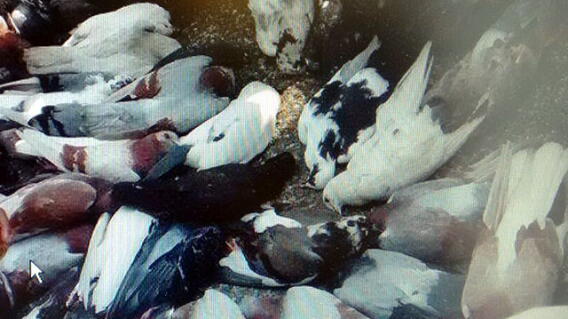 050315-palomas-muertas.jpg