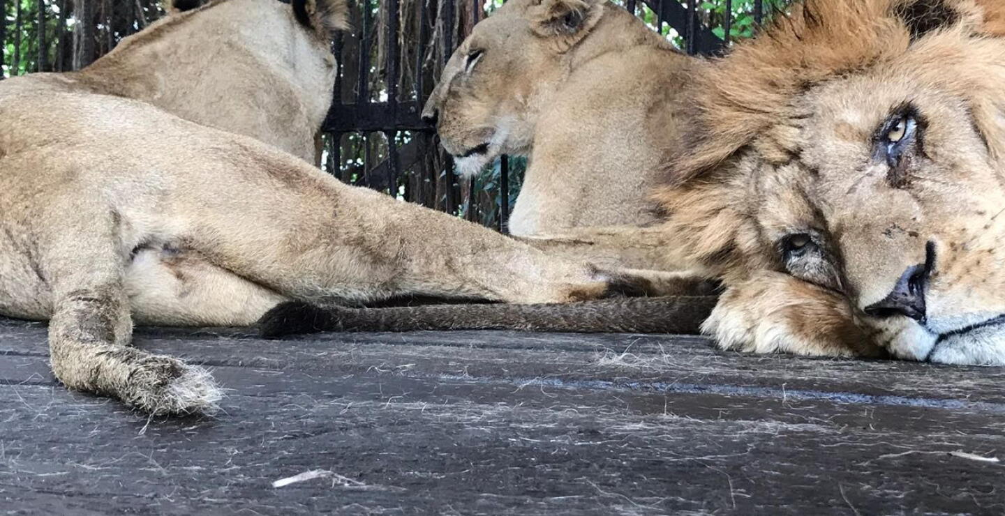 296554_BLU Radio/ Leones / Foto: CRA