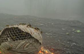 Descubren nido de avispas radiactivas en EE. UU.; estaban en fábrica de bombas nucleares