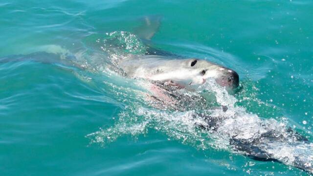 Brutal ataque de tiburón deja gravemente herida a niña de 12 años