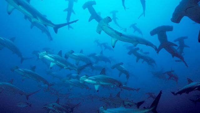 Amplían área protegida del Santuario de Flora y Fauna de Malpelo