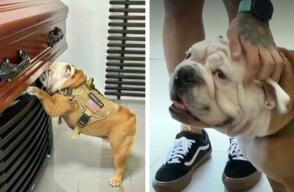 Orión, el perro que se resistía a la muerte de su dueño, intentó tirarse encima del ataúd