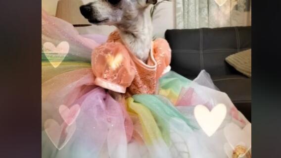 Clarita Chihuahua Clarita Chihuahua