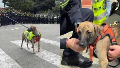 "Coronel" Bizcocho, el nuevo nombre y el avance en la recuperación de perro brutalmente golpeado