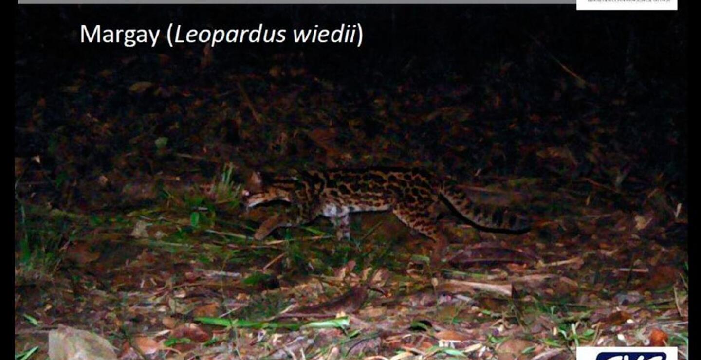 Para prevenir este fatal panorama, se está capacitando al personal de campo de la CVC y trabajando con las comunidades y campesinos de fincas donde hay presencia de estas especies, para enseñar alternativas que eviten el acercamiento de los felinos a