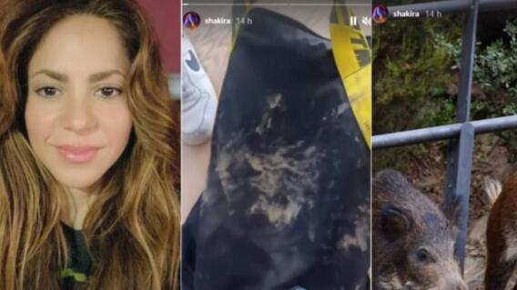 Shakira vs Jabalíes Shakira vs Jabalíes