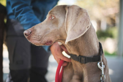 perro raza weimaraner