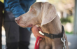 perro raza weimaraner