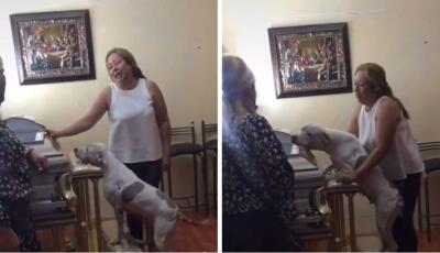 perra llora en funeral