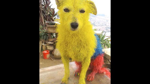 Perrita Rojita ¿Amor, irrespeto o colombianada? Perrita es tinturada por la pasión del ...