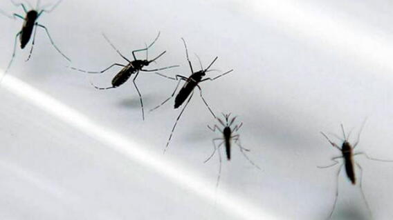 virus-zika-colprensa.jpg