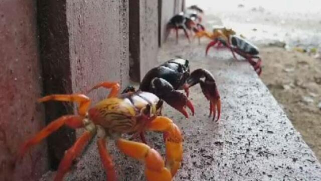 Bahía Cochinos fue invadida, no por fuerzas extranjeras sino por una legión de cangrejos