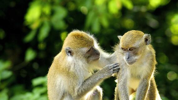 Monos referencia Monos referencia