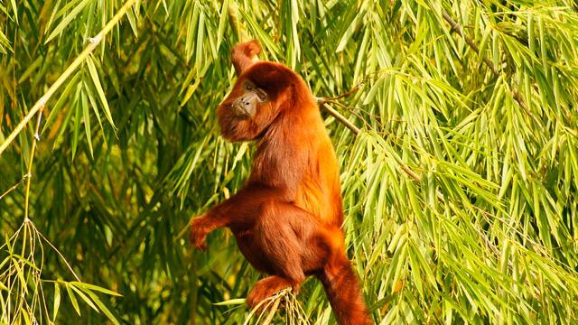 Monos aulladores están muriendo deshidratados por la intensa sequía en Córdoba