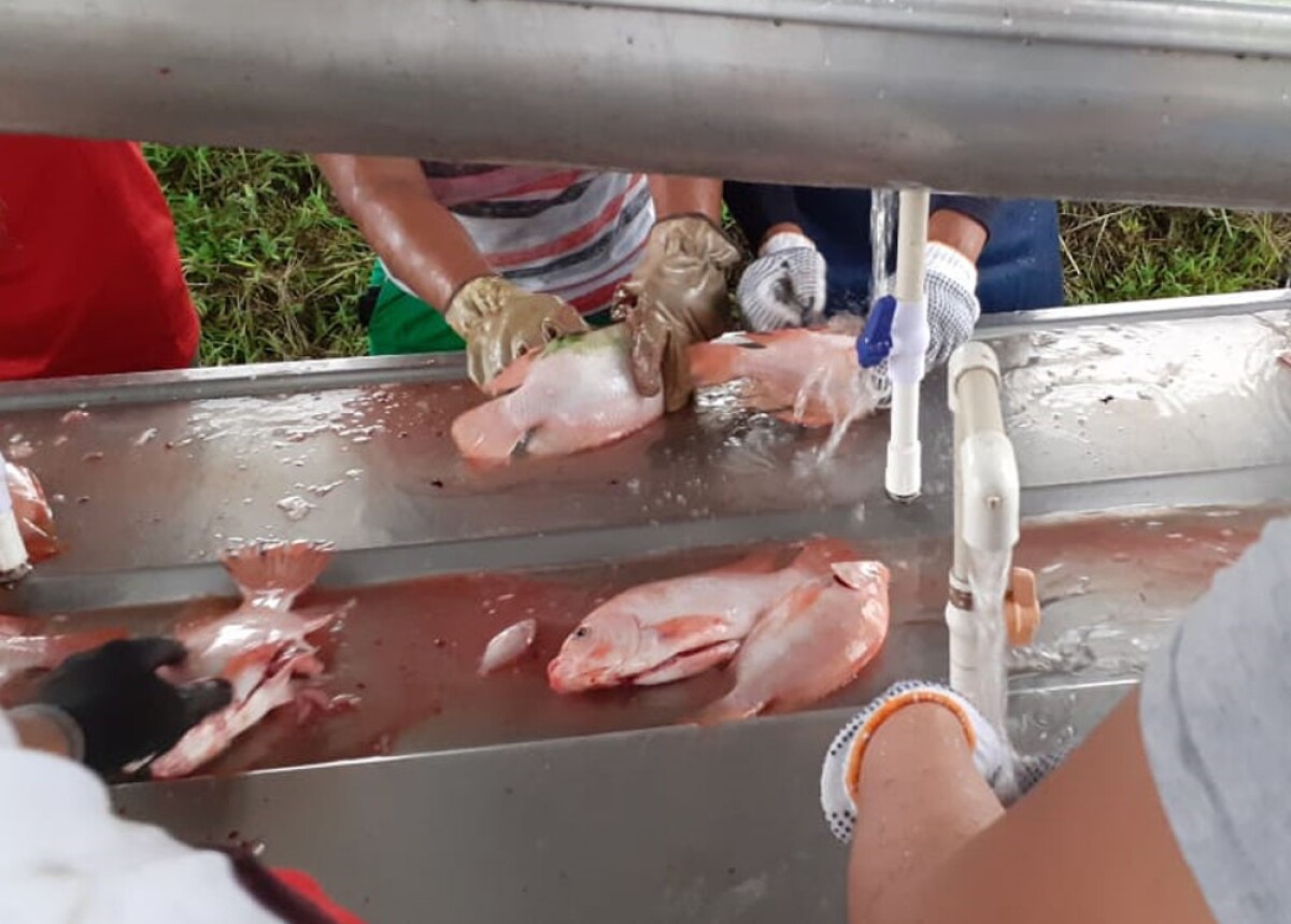 cosecha de tilapia de excombatientes de farc en putumayo5.jpg